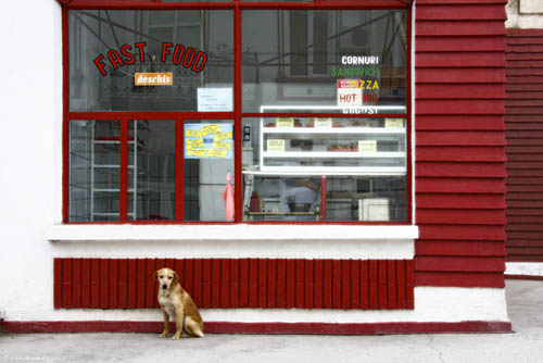 Cani di Romania 01